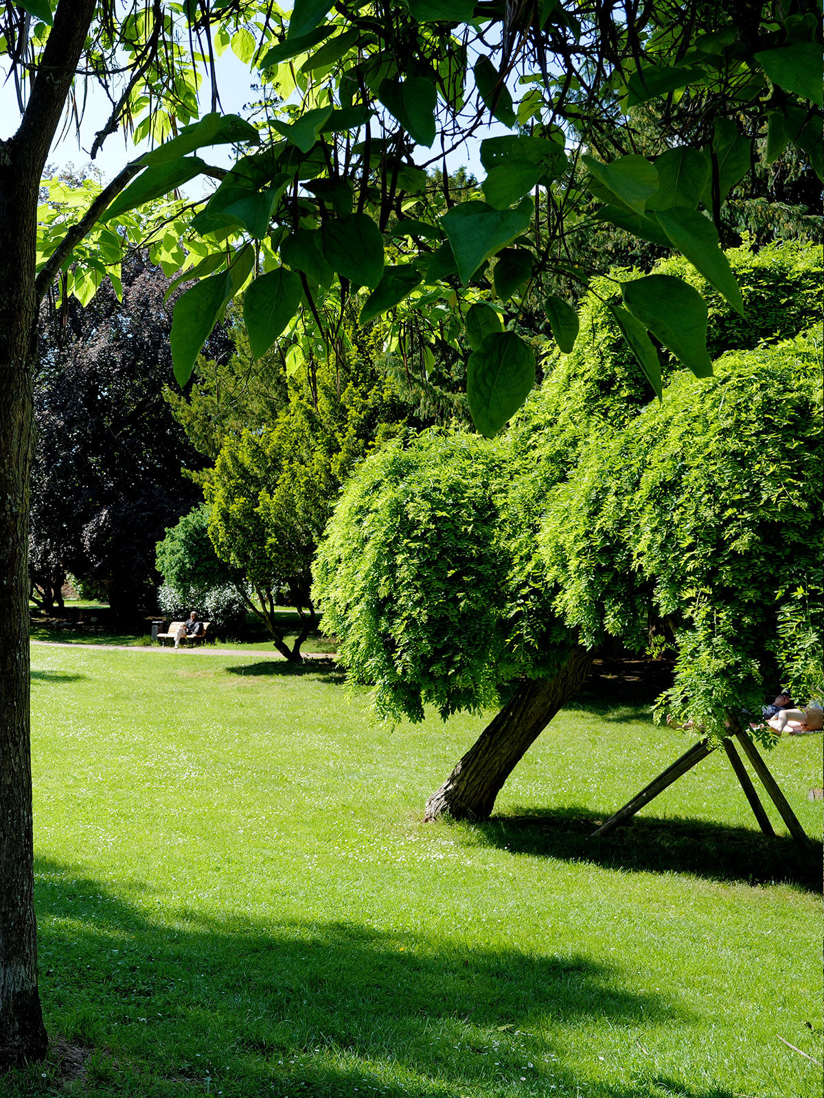 Schlosspark Bad Kreuznach - Parkwege und Bäume
