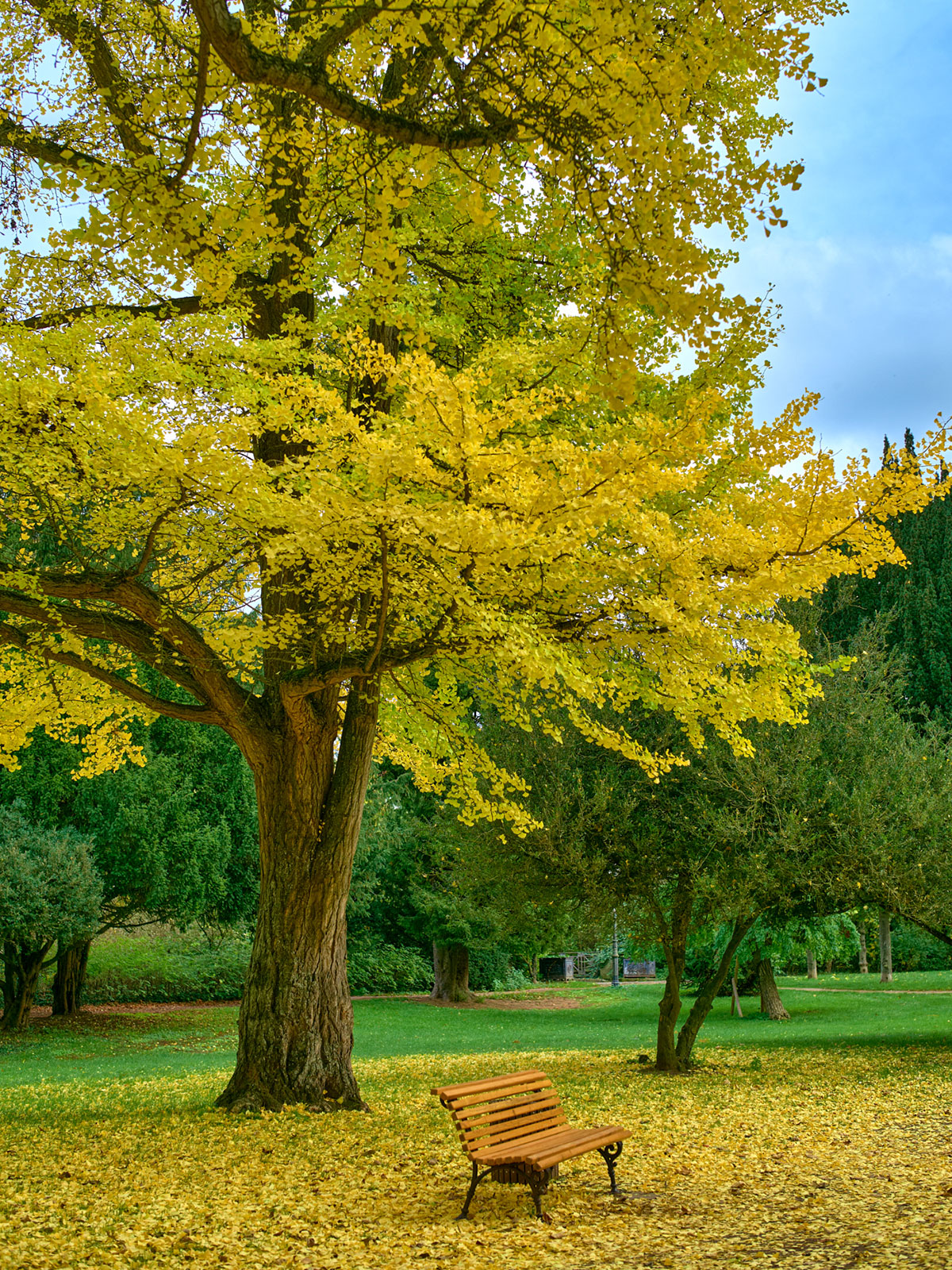 Schlosspark Bad Kreuznach – Parkimpression im Herbst
