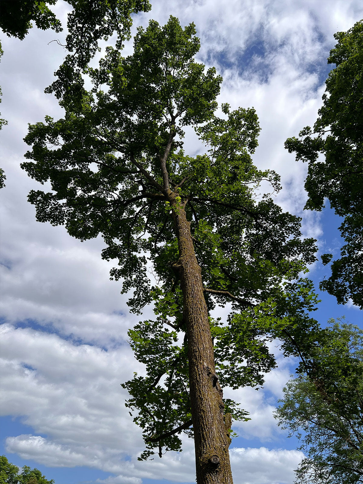 Schlosspark Bad Kreuznach - der Baumgarten im Park