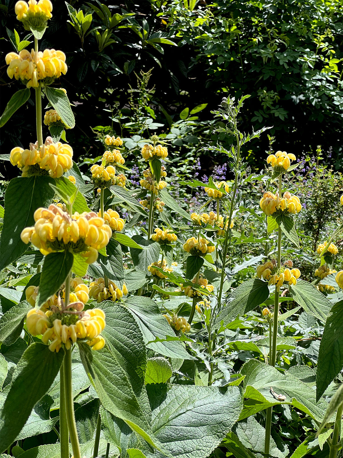 Schlosspark Bad Kreuznach - botanische Blumenexoten