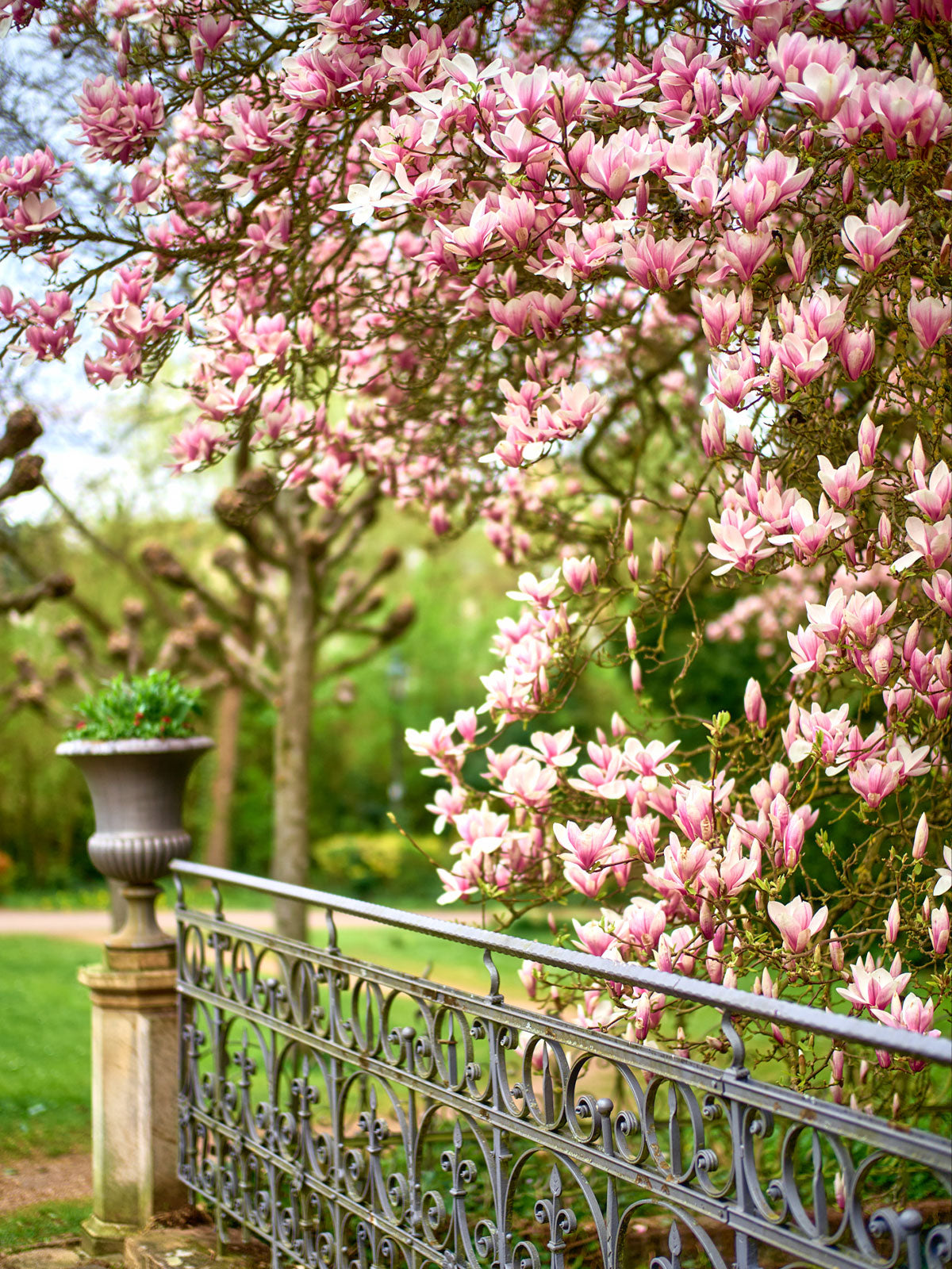 Schlosspark Bad Kreuznach - Magnolienblüte vor dem Museum